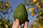AVOCADO1.jpeg