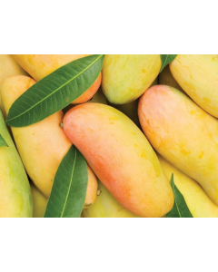Mango Mahachanok  Premium - Lotnicze z Tajlandii 