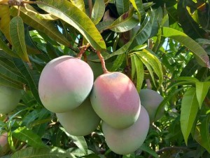 Mango Kensington sycylijskie BIO 100% (350-450g)