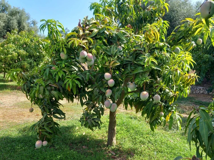 mango keningston2.jpeg