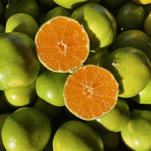 Mandarynka sycylijska zielona Satsuma BIO BOX 10kg