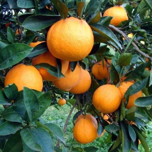 pomarańcze naveline.jpeg