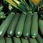 Cukinia sycylijska Ekologiczna BIO