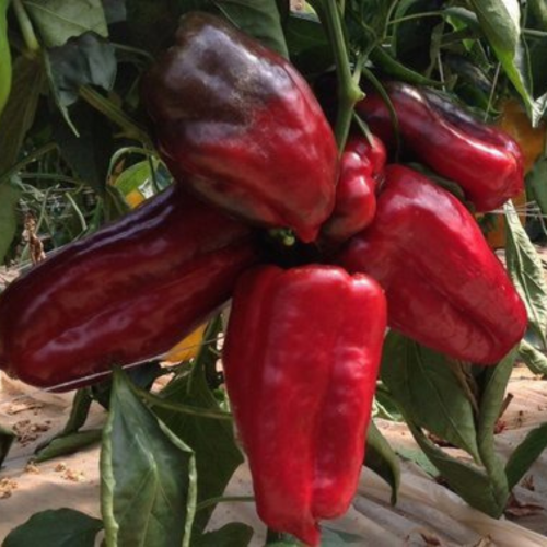 Projekt bez nazwy-49.png