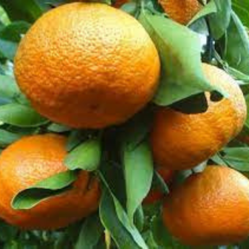 Projekt bez nazwy-50.png