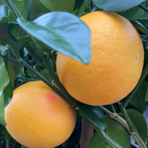 Projekt bez nazwy-51.png