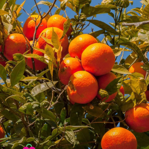 Untitled design-319.png