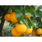 Untitled design (92).png