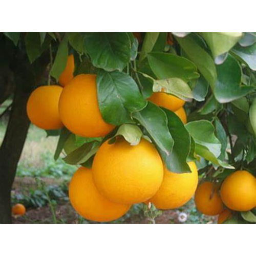Untitled design (92).png