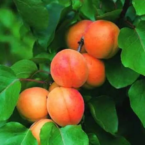 Untitled design - 2025-06-18T130308.865.png